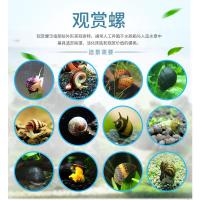 观赏螺斑马螺苹果螺观赏鱼虾水族箱宠物活体金刚螺除藻草缸清洁螺 苹果螺10颗装