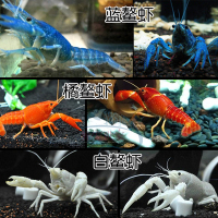 佛罗里达人工螯虾佛蓝白橘龙纹观赏天空蓝魔虾活体宠物淡水小龙虾 1CM鳌虾苗1个