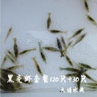 黑壳虾活体 免包装费 河南观赏虾 工具虾 饲料虾 草缸除藻虾 50只黑壳虾(1.5--2厘米)
