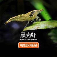 观赏虾黑壳虾樱花虾黄金虾极火集火水晶虾蓝虾草缸除藻清洁工具虾 黑壳虾50只
