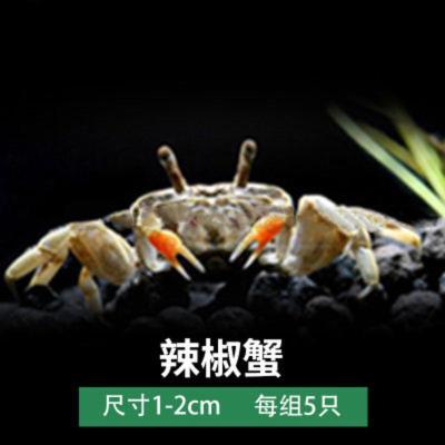 迷你辣椒蟹螃蟹深水蟹淡水热带观赏蟹鱼虾混养除涡虫活体包活 辣椒蟹5只装公母随机