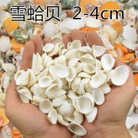 天然大号白扇贝壳小海螺手工diy创意涂色绘画画烧烤用寄居蟹 白色雪蛤贝半斤(100片左右)