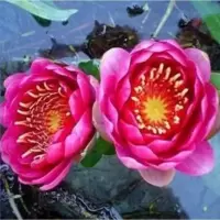 睡莲根块鱼缸池塘水池水培植物睡莲种籽大睡莲花根茎当年开花睡莲 芙蓉《买3送1》