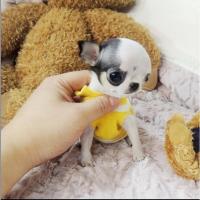 纯种铁包金吉娃娃幼犬活体长不大的小型黑白花色茶杯犬家养宠物狗