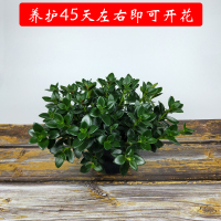 红色花金鱼吊兰带花盆栽阳台花植物室内金鱼草鲜花卉清仓四季开花 140#黄金鱼花[塑料纸盆]无花苞 养护45天开花 含盆