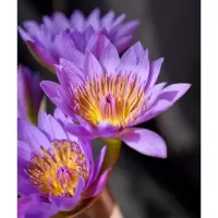 云南紫罗兰鲜花金鱼草助农鲜花办公室家庭插花助农花束时令鲜花 睡莲9支 不含花瓶