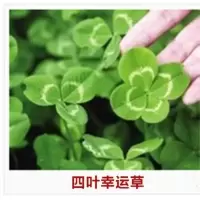 假山草种子造景盆景草珍珠草种子种吸水石专用草籽上水石植物易活 幸运草300粒