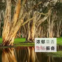茶树单方精油大瓶 澳洲有机泡脚师