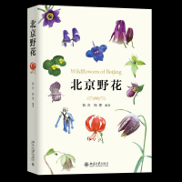 北京野花