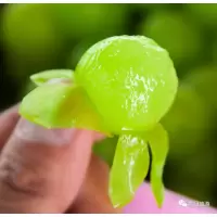 云南阳光玫瑰葡萄 青提 新鲜水果,甜味十足