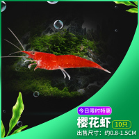 观赏虾活体淡水樱花水晶集火虾黑壳虾除藻工具虾草缸套餐 (90%会买)今日特惠:樱花虾10只