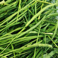 2020年提摩西草500g兔子干草豚鼠提草提木西龙猫荷兰猪饲料草粮