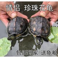 珍珠花龟 活体乌龟六线草龟苗情侣招财龟 外塘观赏水龟 活物 2—3厘米珍珠头苗 免费10克 一只母龟