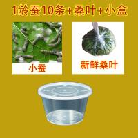 春蚕蚕仔蚕卵金丝蚕七彩蚕学生养蚕活体套装送新鲜桑叶 1龄蚕宝宝10条+小盒+桑叶