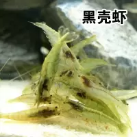 黑壳虾观赏虾宠物活体虾观赏虾饲料工具虾水族箱除藻虾免包装 50只送50只备损 无赠品