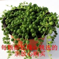 佛珠吊兰盆栽垂吊植物珍珠吊兰室内情人泪多肉植物紫玄月植物 佛珠吊兰