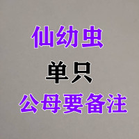 2021年新手入门甲虫昆虫宠物中华大扁锹甲成虫活体独角仙包活 [仙 幼虫]单只