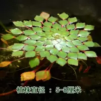 浮萍 浮性活体植物水草水上烟火黄花菱危地馬拉水丁香 一颗 水上烟花1颗