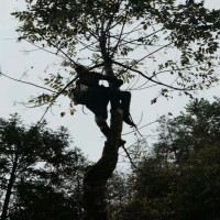 天然 绵阳漆农自产自销天然国漆 天然漆 优质大漆原生漆 精选土漆精细过滤50克