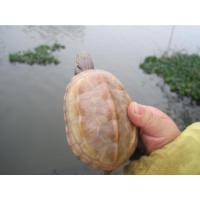 中华草龟苗长寿白玉黄化白化精品龟金线龟宠物龟水龟变异乌龟 精品头苗2到3厘米(不白) 一只(平平安安)