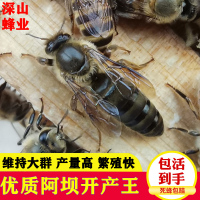 中蜂蜂王阿坝种王土蜂活体蜜蜂工蜂广东处王双色产卵开产新王 随机处女王