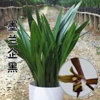 兰花苗建兰四季兰花紫霞仙女浓香四季长青花卉盆栽室内植物 墨兰企黑5苗连体