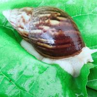 宠物白玉活体学生科学实验观察套装大巨型美容观赏褐云玛瑙螺 蜗牛饲料100克