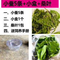 活体幼虫蚕子蚕卵蚕种嫩桑叶新鲜春蚕七彩白色学生养蚕套装 小蚕5条+小盒+桑叶