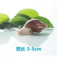 白玉蜗牛活体套餐学生科学实验课观察宠物法国光亮大蜗牛活物套装 小号白玉2只/中通发全国