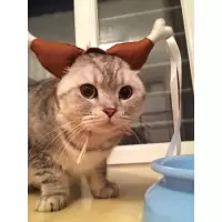 宠物搞笑头饰猫狗小龙女姑姑同款鸡腿发箍婚礼聚会搞笑道具特价促 棕色大号鸡腿姑姑 棕色