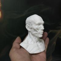 1:3艺用人体肌肉骨骼头雕骷髅头骨绘画参考胸像解剖头颅模型美术 1比3肌肉纯白色美院拿货质量