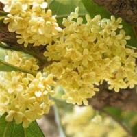 ()桂花树苗 桂花苗四季开花盆栽植物庭院花卉植物浓香型 八月桂(浓香型) 2年苗(送生根粉)