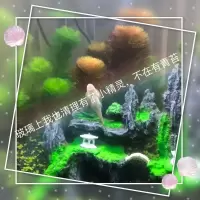 冷水清道夫吸鳅爬岩鳅观赏鱼冷水鱼鳑鲏鱼常年不加温观赏鱼原生鱼 吸鳅爬岩鳅3厘米2只