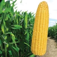 珍甜六号超甜水果玉米种子极甜鲜食甜脆矮杆型抗病含糖量20%春秋季蔬果杂交品种非转基因 100粒分装 默认