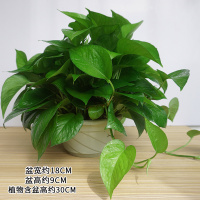 [基地原装货]绿萝盆栽植物绿植盆栽花卉花室内盆栽盆景水培植物 [55株]绿萝1盆装
