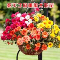 重瓣太阳花苗室内外盆栽阳台花卉太阳花种子四季开花带根发货 [花苗8颗] 不含盆