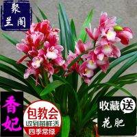 兰花苗建兰四季兰【香妃】浓香型花卉办公室内绿植盆栽易开花易活 香妃 1苗
