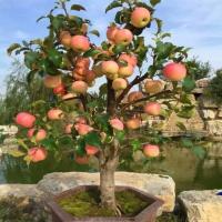 矮化苹果苗盆栽当年结果红富士红肉黑钻石南北方种植盆景树桩果苗 30cm-50cm 2年苗 当年结果