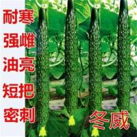 黄瓜种子,高产黄瓜种子,油亮黄瓜种子,耐寒好,产量高冬威 冬威分装20粒