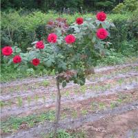 树状月季花苗带花苞室外月季花盆栽庭院月季花苗大花浓香型绿植 主杆1公分粗