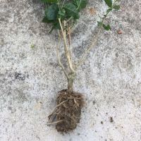 茉莉花盆栽植物室内开花重瓣虎头茉莉花苗客厅阳台庭院绿植 茉莉花(1颗)当年开花