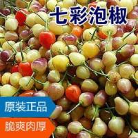 观赏椒七彩泡椒种食用五彩椒蔬菜种子阳台盆栽种植四季播辣椒种子 七彩泡椒原装[1包约100粒]