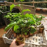 广西百香果苗 黄金百香果紫香一号台农满天星当年结果四季结果 1棵紫香一号15-30cm(酸甜)
