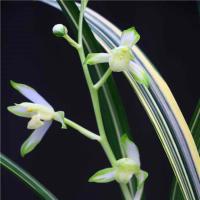 特价!包活 包开花兰花名品 建兰老种花艺双全 福州素荷 1盆1苗 不含盆