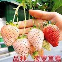 [草莓苗8棵+8个盆+肥料]四季草莓苗盆栽草莓苗四季结果果树苗 白草莓苗 8棵草莓苗+8个盆+2包肥料