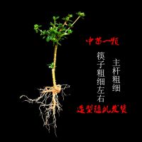 六月雪植物老桩盆栽重瓣开花小苗室内办公室桌面四季常青微型盆景 中苗六月雪一颗