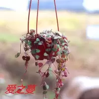 [多肉植物]爱之蔓嫣之云室内居宜花卉绿植盆栽吊兰植物 爱之蔓5颗头[不含盆土]无挂钩