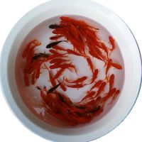 锦鲤观赏鱼金鱼活体宠物好养草鱼小鱼鱼苗冷水鱼金鱼淡水成活 红草鱼4+1备损(3-5厘米)