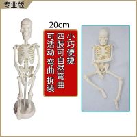 人体骨骼模型骨架小白全身真人仿真医学带肌肉可拆卸骷髅脊柱美术 20cm小白骨架+挂图