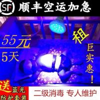 新生儿蓝光婴儿蓝光灯黄疸新生儿灯宝宝家用检测仪初生儿退黄出租 单灯5天租金55 不含配件